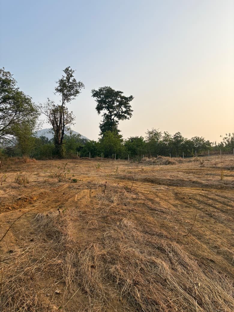 Dusk light over a Dodamarg field