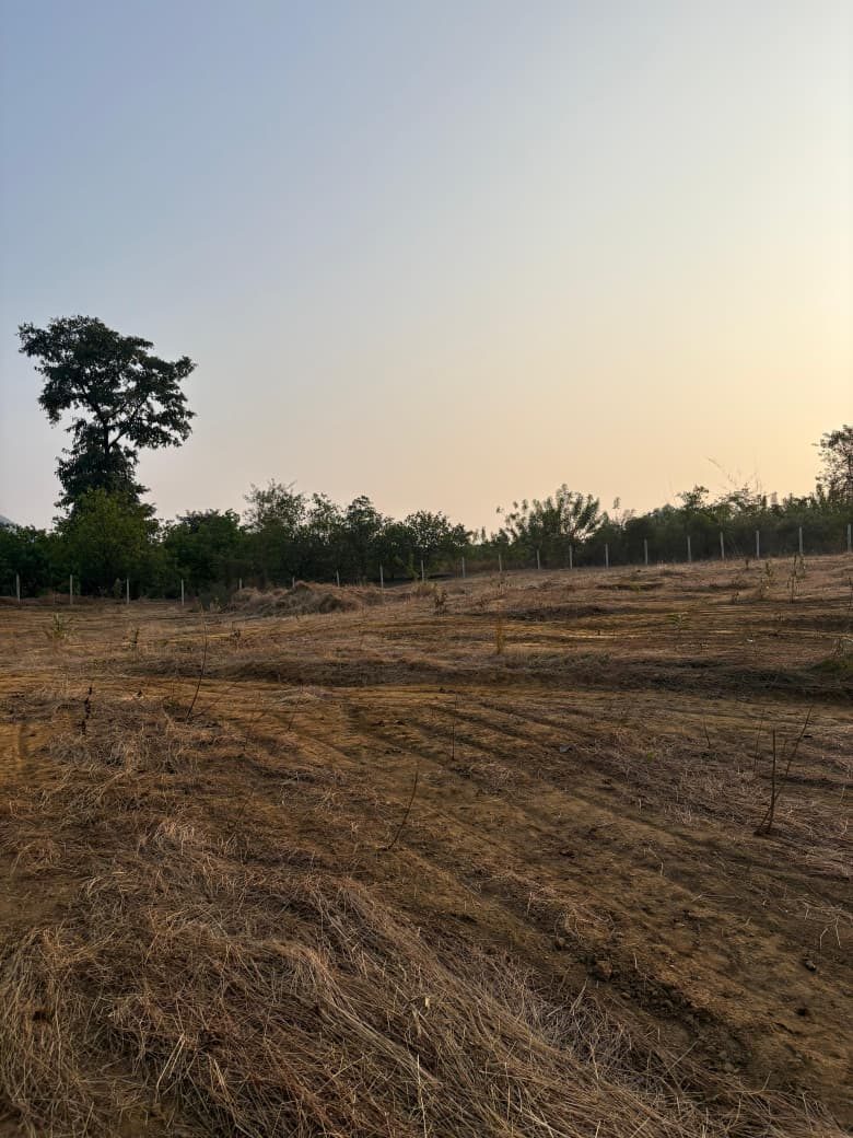 Golden-hour view across open land